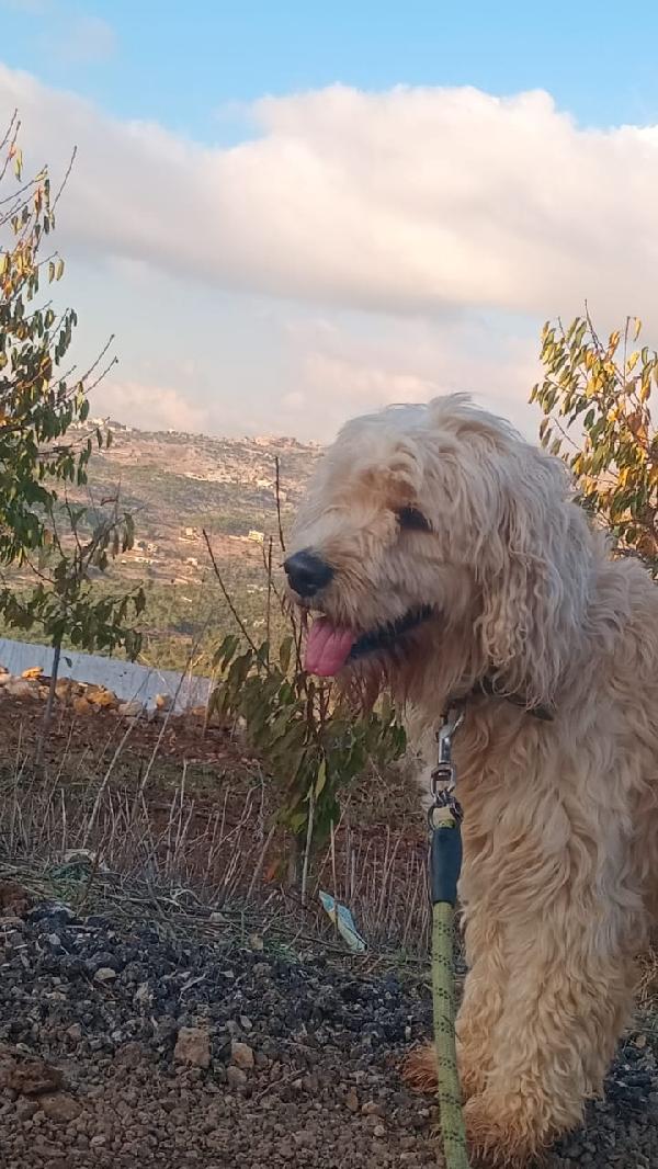 Fluffly, un barbonicino tenerissimo Foto 7